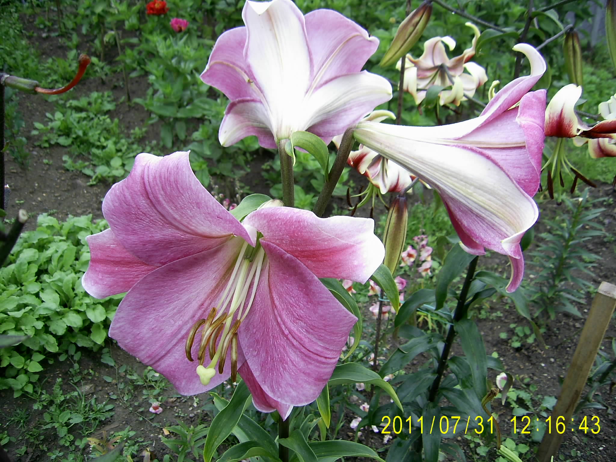 082