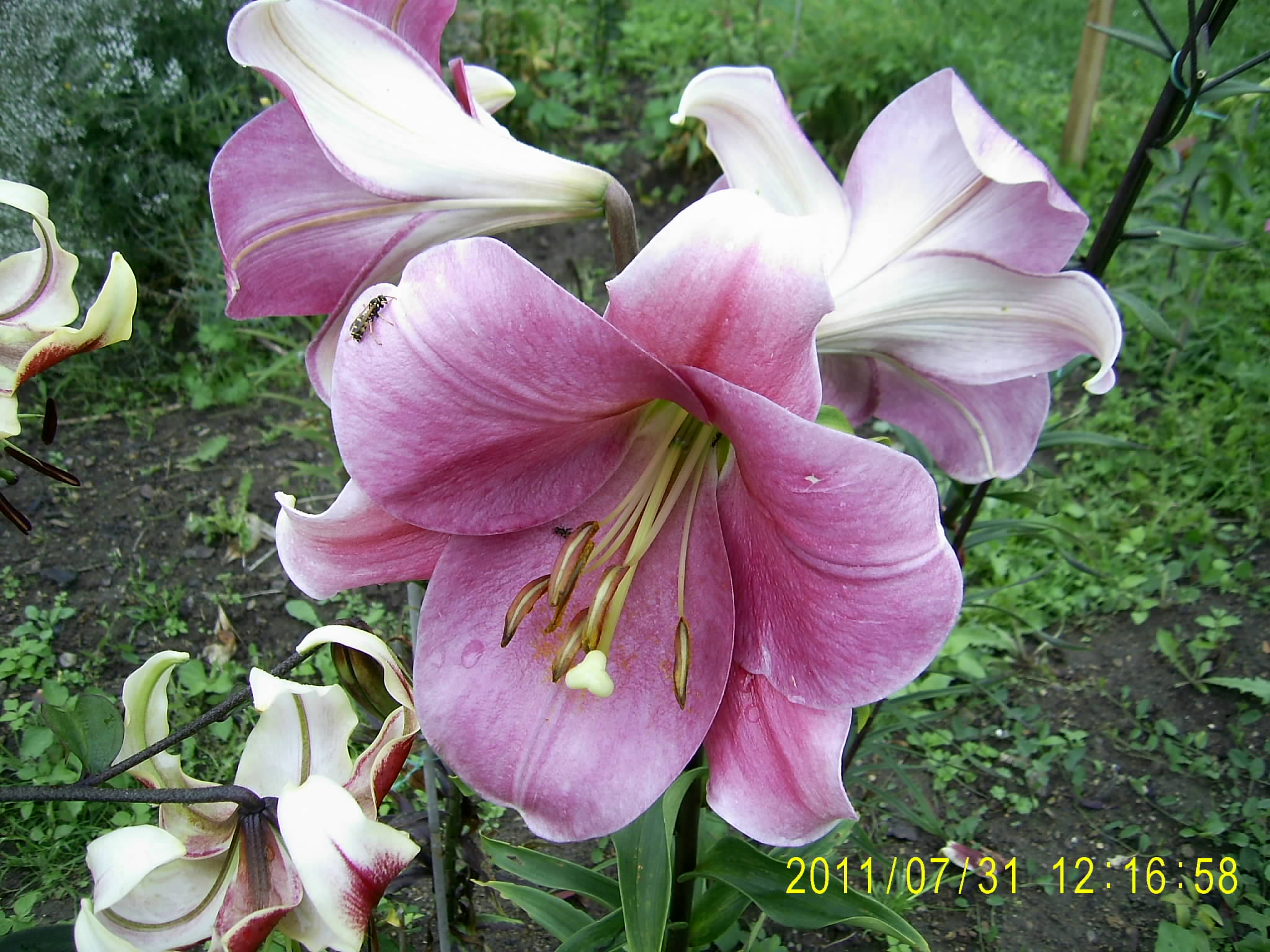 083