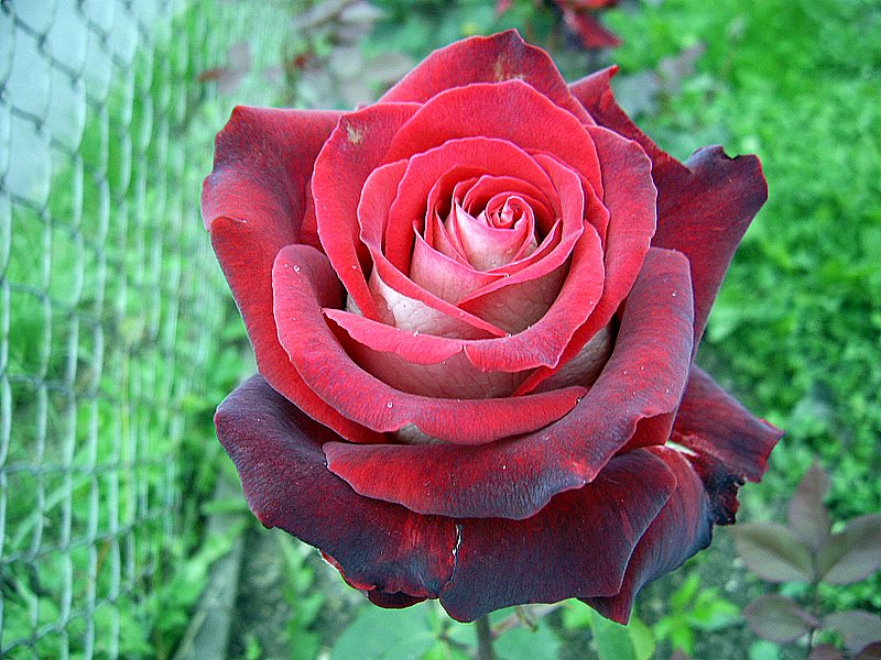 Růže 2008 006.jpg
