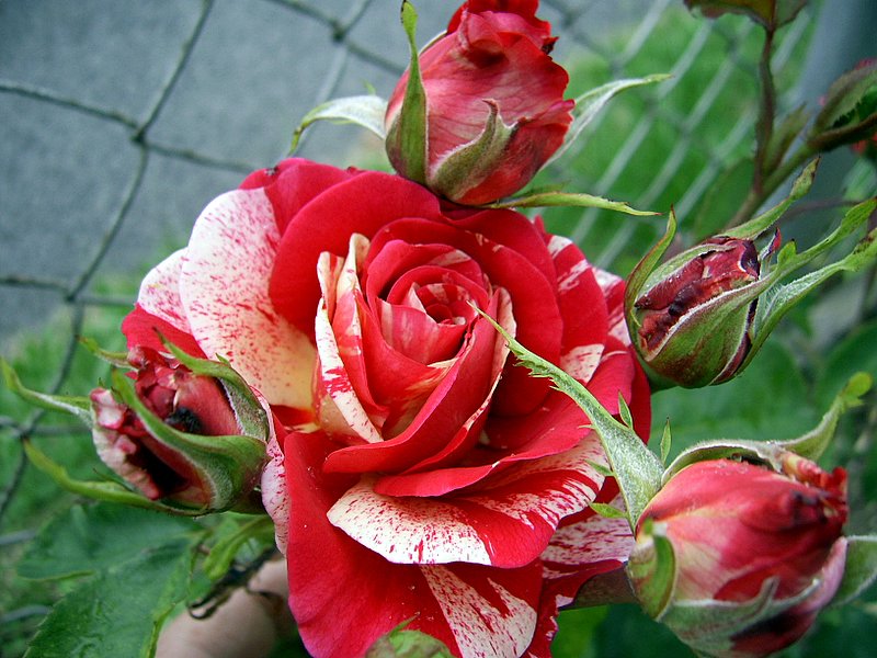 Růže 2008 008.jpg