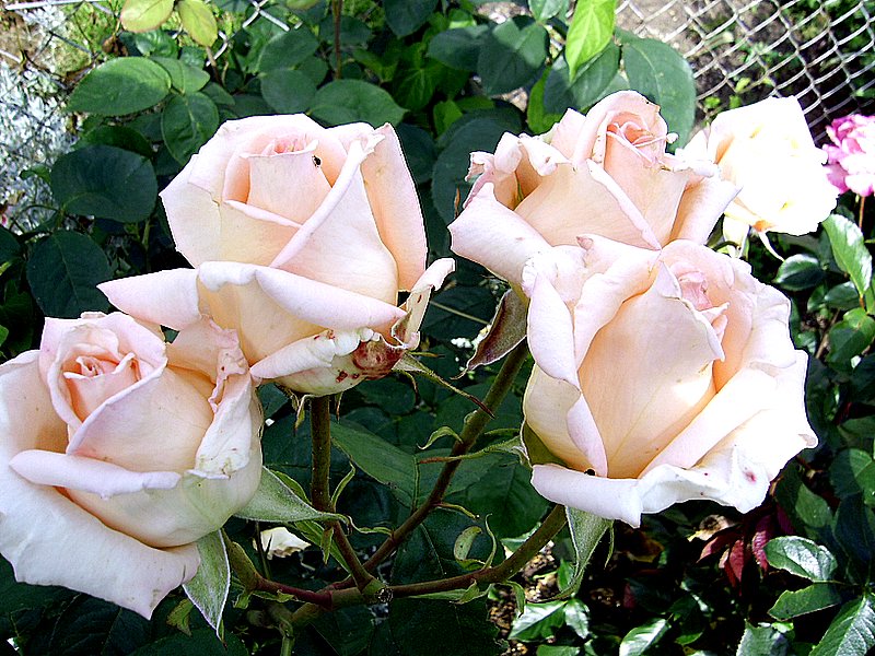 Růže 2008 014.jpg