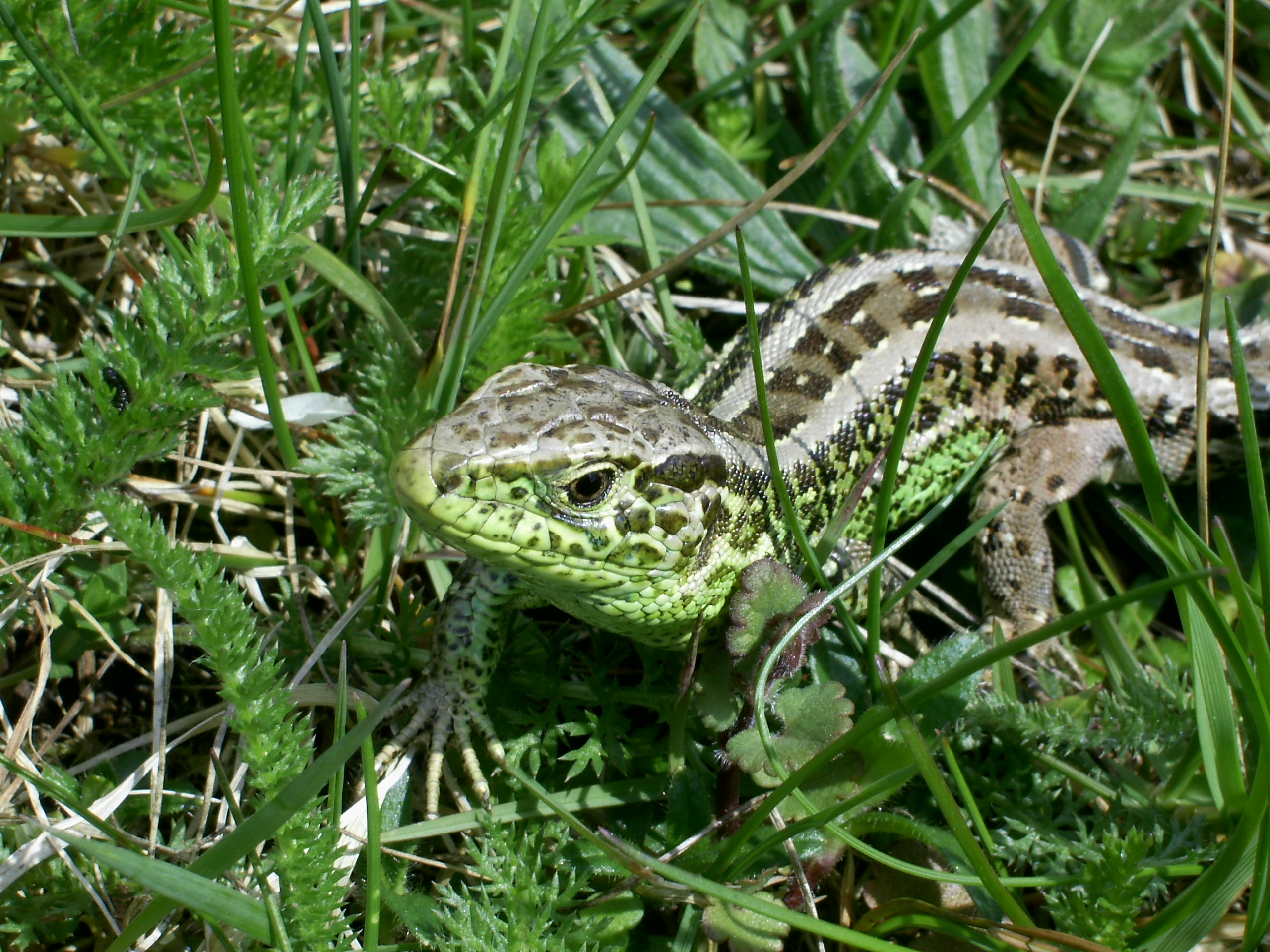 Ještěrky 009.jpg
