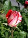 růže 8