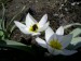 skalkový Tulipán.jpg